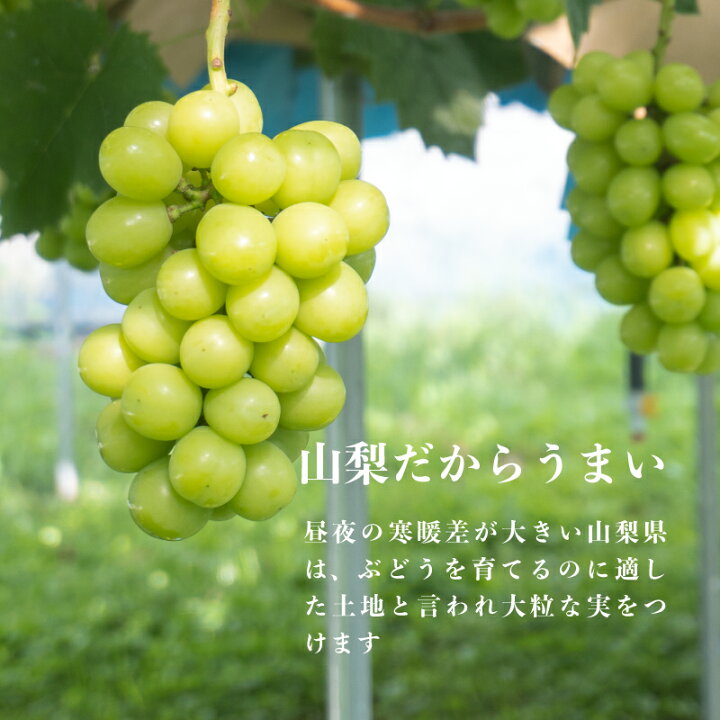 楽天市場】【ふるさと納税】【2022年発送】シャインマスカット 1房 (1房600g以上)|フルーツ 果物 くだもの 送料無料 マスカット 葡萄 ぶどう ブドウ 山梨 山梨県 種無し ギフト 贈り物 農家直送 冷蔵配送 : 山梨県都留市 楽天市場】【ふるさと納税】【2022年発送】シャインマスカット 1房 (1房600g以上)|フルーツ 果物 くだもの 送料無料 マスカット 葡萄 ぶどう ブドウ 山梨 山梨県 種無し ギフト 贈り物 農家直送 冷蔵配送 : 山梨県都留市