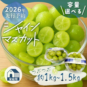 【ふるさと納税】【2026年先行予約】山梨県産 ご家庭用 つぶつぶ シャインマスカット|約1.0kg・約1.5kgから選べる 果粒 大粒 甘い 種なし 高糖度 フルーツ 果物 葡萄 家庭用 産地直送 送料無料