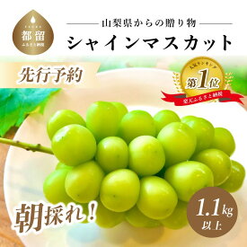 【ふるさと納税】朝採れ！山梨県産 シャインマスカット 1.1kg以上 (2房〜3房) 【厳選】【2022年 先行予約】数量限定 送料無料 山梨 ぶどう シャイン やまなし 2022年発送 新鮮 農家直送 都留市 種なしブドウ マスカット 【冷蔵】