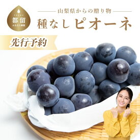 【ふるさと納税】【2025年 先行予約】山梨県産　種なしピオーネ2房(約1.0Kg） | 8月中旬以降お届け 送料無料 山梨 やまなし ブドウ 葡萄 ピオーネ 新鮮　甘い　美味しい　ジューシー　朝採れ　ぶどう　たねない　種無し　黒ぶどう　【冷蔵】黒ぶどう