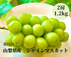 楽天市場 ふるさと納税 ジャンル別お礼の品ランキング フルーツ 果物 楽天市場 ふるさと納税 ジャンル別お礼の品ランキング フルーツ 果物