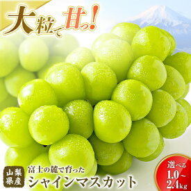 【ふるさと納税】山梨県産 シャインマスカット 約1.0kg～最大2.4kg 選べる　送料無料 やまなし 山梨 山梨県 シャイン 新鮮 美味しい 産地直送 贈答用 ギフト フルーツ 果物 ぶどう 葡萄 ブドウ 旬 【都留市】
