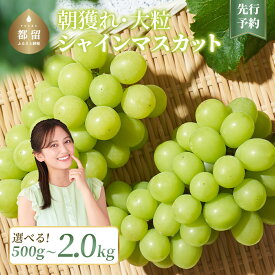 【ふるさと納税】【2025年 先行予約】山梨県産　シャインマスカット 500g以上 or 1.1kg or 2.0kg ||【厳選】 送料無料 山梨 ぶどう シャイン やまなし 新鮮 農家直送 都留市 種なしブドウ マスカット 【冷蔵】