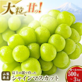 【ふるさと納税】 【2026年先行予約】 山梨県産 シャインマスカット 選べる500g以上〜3.0kg 送料無料 やまなし 山梨 山梨県 シャイン 新鮮 美味しい 産地直送 贈答用 ギフト 山梨県産 フルーツ 果物 ぶどう 葡萄 ブドウ 旬 【都留市】