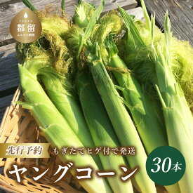 【ふるさと納税】【2023年 先行予約】もぎたて発送！山梨県産 ヤングコーン 30本【栄養たっぷりヒゲ付き！】【炭香ファーム】｜送料無料 とうもろこし トウモロコシ ヤングコーン 野菜 甘い 産直 大好評 とれたて