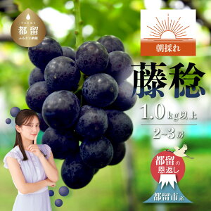 yӂ邳Ɣ[Łzy2026N s\z{̎YnRY ̂  1.0kgȏ (2`3[jb Yn VN ܂Ȃ R  Ԃǂ uhE Ԃǂ 