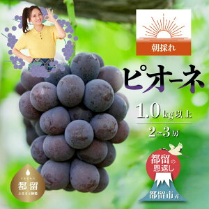 yӂ邳Ɣ[Łzy2026N s\z{̎Yn RY ̂ sI[l 2`3[i1.0kgȏj   Ԃǂ Ԃǂʕ ̂ Yn VN ܂Ȃ R  Ԃ