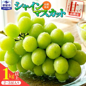 【ふるさと納税】 【2026年 先行予約】山梨県都留市産 朝採れ シャインマスカット 2〜3房（約1.0kg以上） 数量限定 送料無料 山梨 ぶどう シャイン やまなし 新鮮 農家直送 都留市 種なしブドウ マスカット