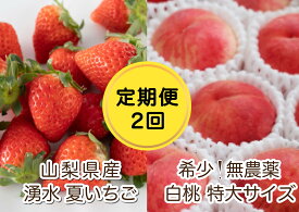 楽天市場 ふるさと納税 桃 桃 フルーツ 果物 食品の通販