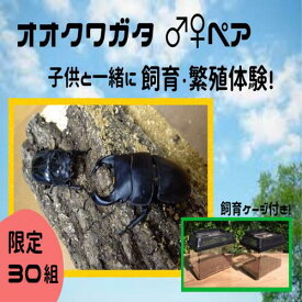 楽天市場 オオクワガタ ペアの通販