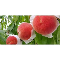 記事番号:35317/アイテムID:356946の画像