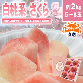 【ふるさと納税】《2026年発送　先行予約》桃 『白桃系さくら』 約2kg 5～8玉 朝もぎ 直送! 選び抜かれた桃_ ふるさと納税 ふるさと もも モモ フルーツ 果物 くだもの 山梨県 山梨市 山梨 人気 送料無料【配送不可地域：離島】【1110149】