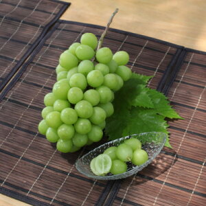 yӂ邳Ɣ[ŁzI! RRsY VC}XJbg 1.5kg(2`3[)yzsnFzy1284419z