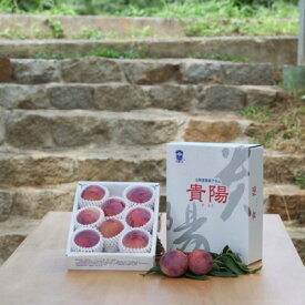 【ふるさと納税】2026年先行予約 山梨県山梨市産 貴陽すもも 約1.5kg (8玉～10玉程度)【配送不可地域：離島】【1316279】