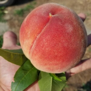 �y�ӂ邳�Ɣ[�Łz�y2026�N��s�\��z�_�ƒ����̓��@2kg�y�z���s�n��F�����z�y1316698�z