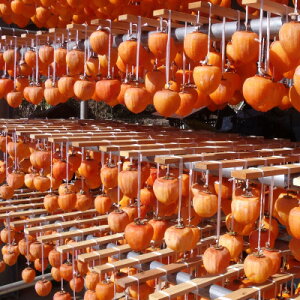 yӂ邳Ɣ[ŁzbBYu͘I`vL`LLTCY16`20@1.2kgȏy1361416z