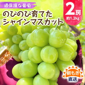 【ふるさと納税】《2026年発送　先行予約》朝もぎ直送!!過保護に育った葡萄『のびのび育てたシャインマスカット』2房【配送不可地域：離島】【1363897】