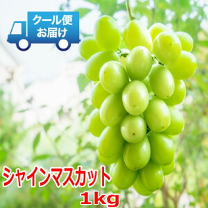 yӂ邳Ɣ[ŁzS̃N[֔@VC}XJbg 1kg (2[)yzsnFEkCEꌧEElEBzy1398931z