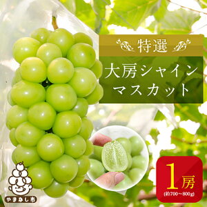 【ふるさと納税】【2026年発送】特選大房シャインマスカット1房(約700〜800g) ふるさと納税_ ふるさと納税 フルーツ 果物 くだもの マスカット ブドウ ぶどう 葡萄 ふるさと 人気 山梨 山梨県