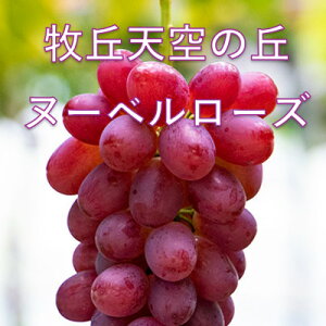 �y�ӂ邳�Ɣ[�Łz�y2026�N��s�\��z2026�N10�����{�����u�q�u�V��̋u�k�[�x�����[�Y�v ��1kg(2�`3�[)�y�z���s�n��F�����E�k�C���E���ꌧ�E�����E�l���E��B�z�y1473362�z