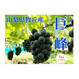 yӂ邳Ɣ[ŁzRYȂ@1kg(2`3[)yzsnFEꌧzy1504883z