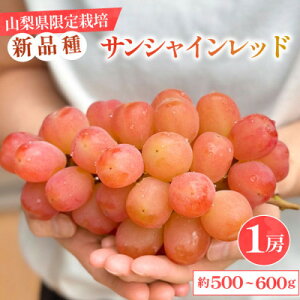 yӂ邳Ɣ[ŁzyʌzRY 󏭕iuTVCbhv 1[ 500`600g ϔyzsnFEꌧzy1515303z