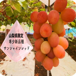 yӂ邳Ɣ[ŁzTVCbhƕxm̋P@1.2kg_ Ԃǂ  uhE t[c ʕ  ӂ[  TVCbh  Zbg Hה  Mtg v[g Y 