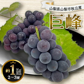 【ふるさと納税】2026年先行予約 山梨県山梨市牧丘産 巨峰 約1.0Kg以上 2～3房_ 巨峰 ぶどう ブドウ 葡萄 フルーツ ふるーつ 果物 くだもの 青果 国産 産地直送 山梨 甘い 贈答 ギフト プレゼント 送料無料 朝どれ 【配送不可地域：離島】【1319471】