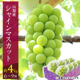 【ふるさと納税】【2026年発送 先行予約】500g 1kg 2kg 4kgリピート続出!山梨産シャインマスカット1房 ~ 9房_フルーツ 果物 くだもの ぶどう 葡萄 マスカット 農家直送 朝採れ ふるさと 【配送不可地域：離島・沖縄県】【G1017347】