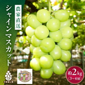 yӂ邳Ɣ[ŁzVC}XJbg 1kg / 2kg _ƒ E_ƈYFnY_ VC}XJbg R R Rs }XJbg Ԃǂ uhE  ʕ  t[c Â 