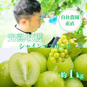 �y�ӂ邳�Ɣ[�Łz�y2026�N��s�\��z�V���C���}�X�J�b�g��1kg �R�����Y ���Д_������!���n���n!�y�z���s�n��F�����z�y1579478�z