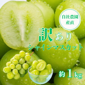 �y�ӂ邳�Ɣ[�Łz�y2026�N��s�\��z�y�󂠂�z�V���C���}�X�J�b�g ��1kg �R�����Y ���Д_������!���n���n!�y�z���s�n��F�����z�y1580889�z