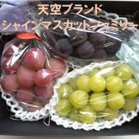 【ふるさと納税】【2026年発送】牧丘天空ブランド　皮ごと食べられるぶどう3色詰め合わせ 約1kg(3房)【配送不可地域：離島】【1585100】
