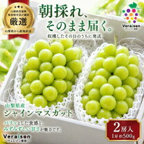 楽天市場】シャインマスカット 即日発送の通販
