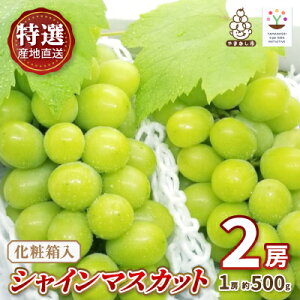 �y�ӂ邳�Ɣ[�Łz�y2026�����\��z���I!�V���C���}�X�J�b�g2�[���ϔ����@�R���s�Y�n�����@��500g×2�[�y�z���s�n��F�����z�y1178158�z