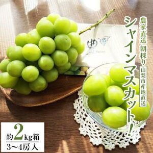 �y�ӂ邳�Ɣ[�Łz�y2026�����\��z�V���C���}�X�J�b�g (��2kg��) �_�ƒ������ǂ�V���C���}�X�J�b�g3�`4�[�y�z���s�n��F�����z�y1178162�z