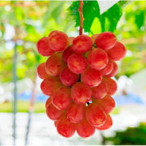 yӂ邳Ɣ[ŁzTVCbh1.5kg(2`4[)yzsnFzy1613545z