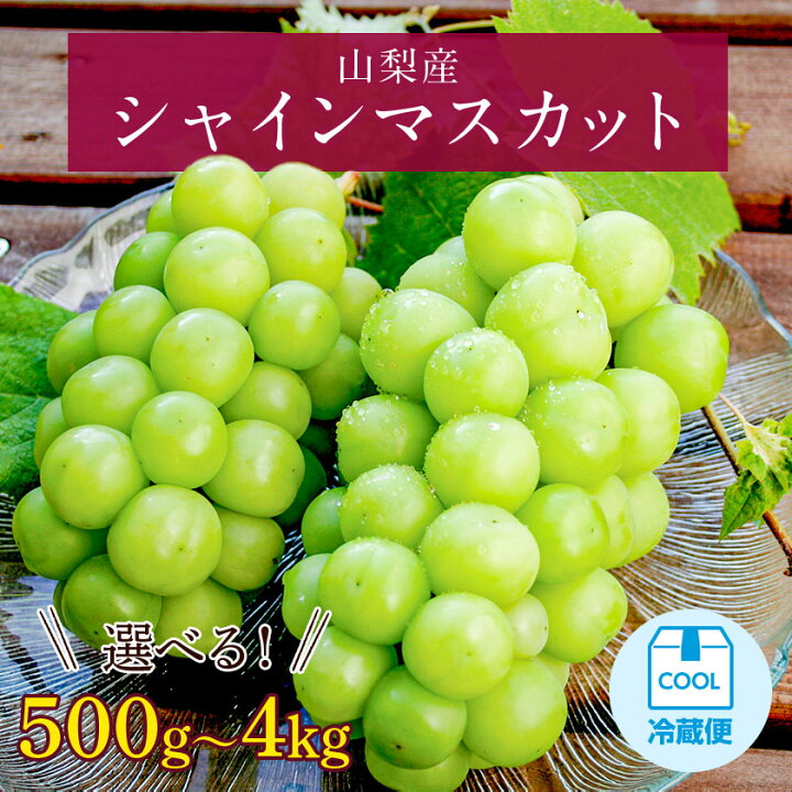 楽天市場】【ふるさと納税】【2025年発送】シャインマスカット 500g 