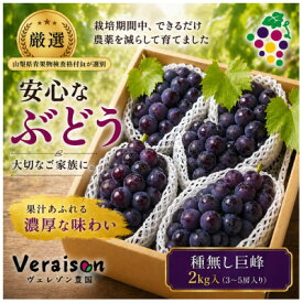 【ふるさと納税】【2026発送予定】農家朝どり種無し巨峰　3～5房入り　山梨市産地直送　約2kg以上【配送不可地域：離島】【1178163】