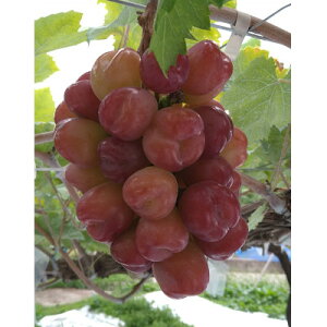 yӂ邳Ɣ[Łzy2026Ns\z10{蔭uquV}Cn[gv1kg(2`3[)yzsnFzy1582588z