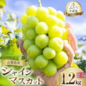 yӂ邳Ɣ[Łzy2026N s\zRRsY ̂ VC}XJbg 1.2kg (2`3[)yzsnFEꌧzy1691267z