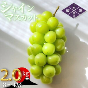 yӂ邳Ɣ[Łzy2026N s\zRRsY ̂ VC}XJbg 2.0kg (3`4[)yzsnFEꌧzy1691269z