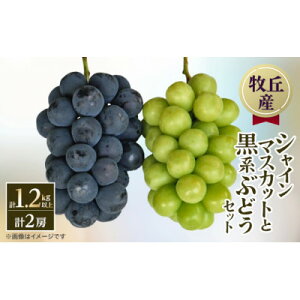 �y�ӂ邳�Ɣ[�Łz�y2026�N�����@��s�\��z�R������!!�V���C���}�X�J�b�g�ƍ��n�Ԃǂ��@2�[(1.2kg�ȏ�)�y�z���s�n��F�����E���ꌧ�z�y1695509�z