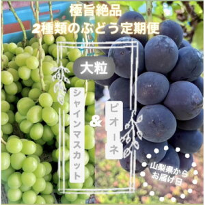 【ふるさと納税】【発送月固定定期便】旬のピオーネ+シャインマスカット2〜3房(約1.5kg)全2回【配送不可地域:離島】【4075417】
