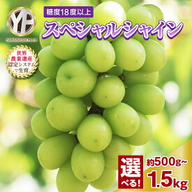 【ふるさと納税】【2026年発送】シャインマスカット 500g 1kg 1.5kg 山梨産 厳選 1房～4房_フルーツ 果物 ぶどう ブドウ マスカット 葡萄 くだもの ギフト プレゼント ふるさと 人気 山梨 山梨県 【配送不可地域：離島】【G1108669】