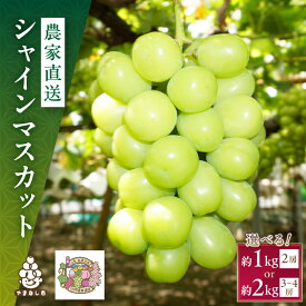 【ふるさと納税】シャインマスカット 1kg / 2kg 農家直送 世界農業遺産認定地特産_ シャインマスカット 山梨県 山梨 山梨市 マスカット ぶどう ブドウ 葡萄 果物 くだもの フルーツ 甘い 美味しい デザート 国産 人気 【配送不可地域：離島】【G1117446】