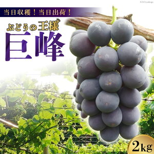 yӂ邳Ɣ[Łz y2026NzynIoׁIziȂj 2kg [t@[ R Bs 20742846] t[c ʕ  uhE 2L Ԍ Gߌ ①