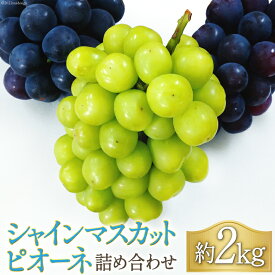 【ふるさと納税】【先行受付】 ぶどう シャインマスカット & ピオーネ 詰め合わせ 約2kg《2024年9月前半～10月前半出荷》 [フルーツランド平賀 山梨県 韮崎市 20742315] ブドウ 葡萄 食べ比べ フルーツ 果物 期間限定