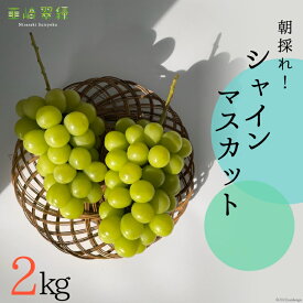 【ふるさと納税】 【2026年発送】シャインマスカット 予約 約 2kg シャイン 山梨 やまなし ぶどう ブドウ 葡萄 マスカット 種なし 果物 フルーツ 山梨県産 産地直送 期間限定 季節限定 冷蔵 NS-1001 韮崎翠緑セレクト [韮崎翠緑 山梨県 韮崎市 20742826]