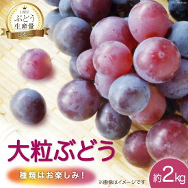 【ふるさと納税】39-3.元気農園『粒』ぶどう 約2kg 山梨県産 ぶどう ※房でのお届けではありません [元気農園 山梨県 韮崎市 20742058]